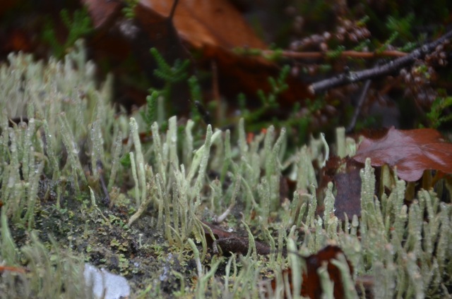 2011 12 A la découverte des lichens 35